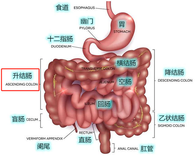 【圍觀】瀘州一男子確診腸癌后自行治療！結(jié)果……