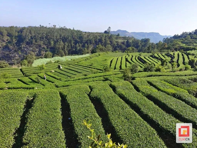 逆天了！榮縣雙古茶，一“杯”竟值14.74億