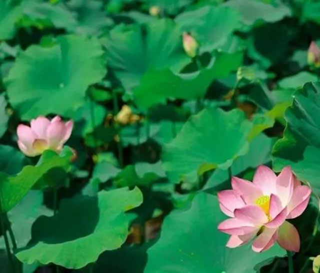 賞花、拍照、逛樂園......一起坐公交探尋酒城美景吧~