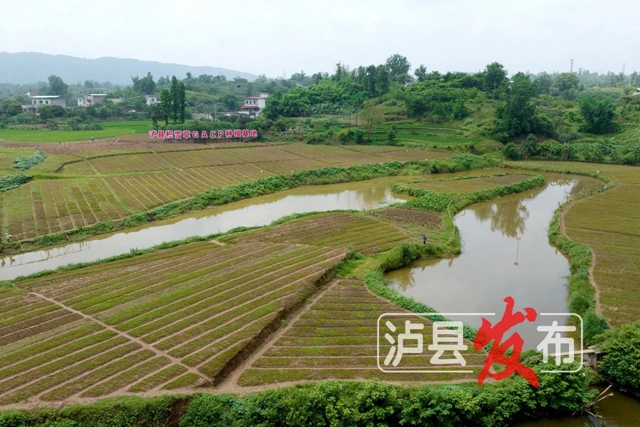 驚嘆！瀘縣這棵小草獲得“國際認證”
