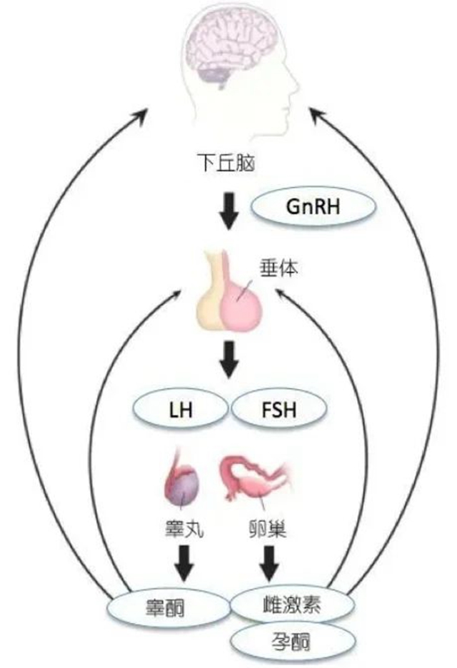 【冷知識(shí)】你的娃是早熟好？還是晚熟好？