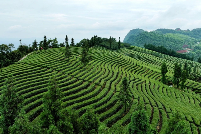 夏日茶園滿眼綠｜納溪茶葉采收正當時