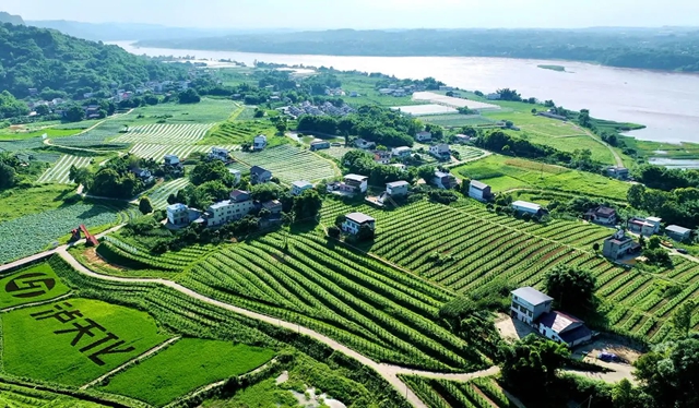 納溪區(qū)：現(xiàn)代農(nóng)業(yè)種植園區(qū)點燃鄉(xiāng)村振興之路