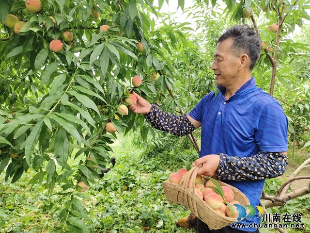 瀘縣天興鎮(zhèn)：甜蜜盛夏，生態(tài)鮮桃采摘忙