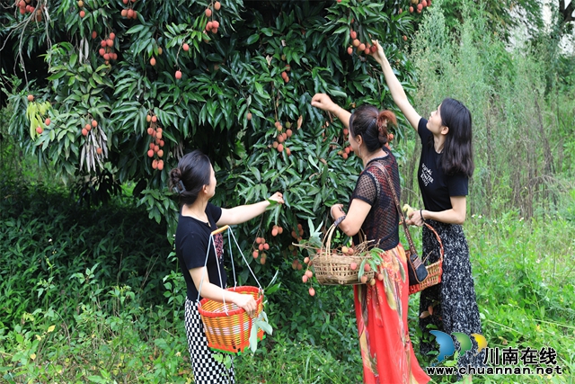 7.果樹(shù)照顧得好，果子長(zhǎng)得好，每年7月荔枝豐收時(shí)時(shí)，無(wú)數(shù)游客慕名而來(lái)游玩采摘，只為一嘗這穿越百年的夏季珍味。.jpg
