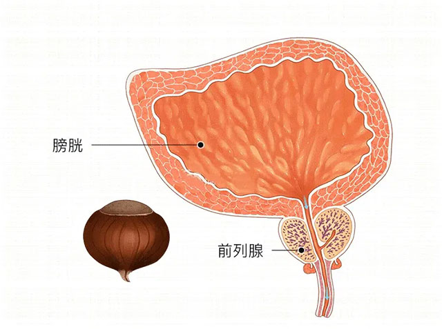 【好奇】前列腺出問(wèn)題會(huì)影響性功能嗎？羞羞的知識(shí)又增加了