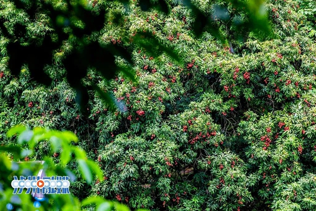 沖沖沖！合江荔枝采摘攻略來了，附詳細(xì)地址及電話