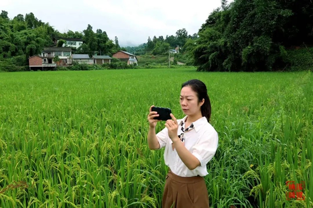 納溪：地上巡、天上看 田長(zhǎng)“慧眼”守良田
