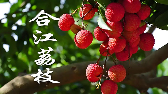 合江“荔枝節(jié)”燃情開幕！這些管制請(qǐng)查收......