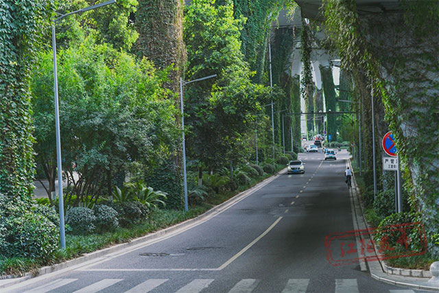 超“植”打卡！江陽(yáng)有片“城市森林”就在國(guó)窖大橋下