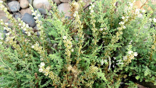 國家二級重點保護動植物+3，瀘州境內(nèi)如何保護？