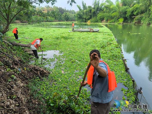龍馬潭區(qū)魚(yú)塘街道：清除水葫蘆，呵護(hù)水生態(tài)