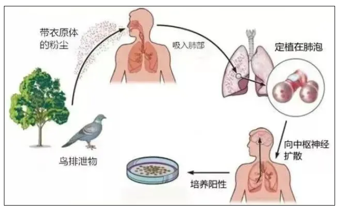 【注意】發(fā)燒高熱，母女倆雙雙確診！這些需注意……