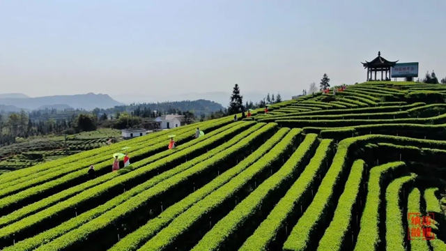 納溪區(qū)護(hù)國(guó)鎮(zhèn)梅嶺村：以文明之美塑鄉(xiāng)村之魂