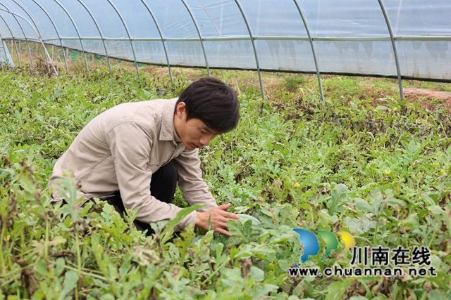 顏杰在瓜田里穿梭忙碌，嫻熟地采摘、打包秋西瓜。.JPG