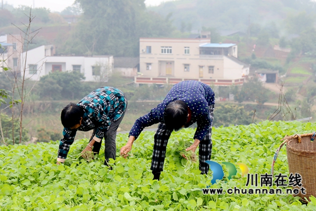 龍馬潭：油菜種植助力“一地多收”，秋閑田變增收地