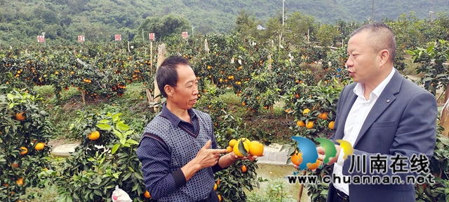 納溪：黨建引領(lǐng) 低產(chǎn)林變“紅橙產(chǎn)業(yè)園”