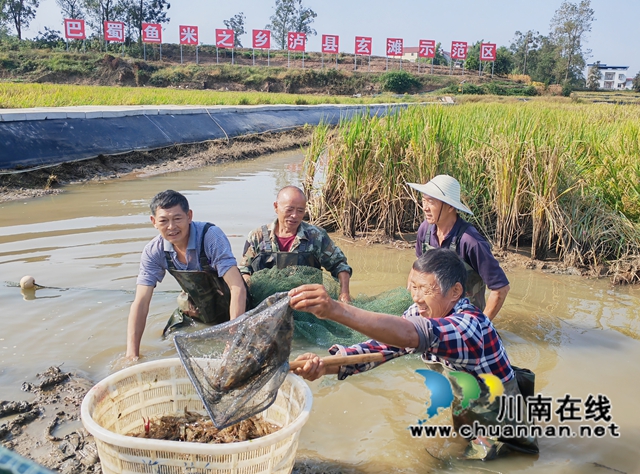 捕捉大頭蝦（劉夢(mèng)潔攝） (2).jpg