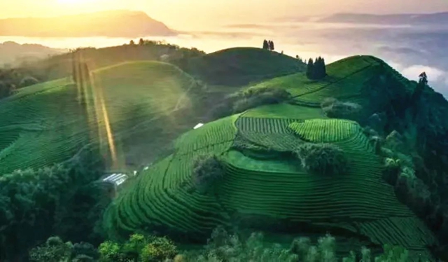 納溪上榜四川省三茶統(tǒng)籌發(fā)展先進縣（區(qū)）公示名單