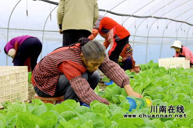 2在龍馬潭區(qū)特興街道安民村向隆家庭農(nóng)場(chǎng)的蔬菜大棚內(nèi)，村民們采摘小白菜。-謝汶萍攝.JPG