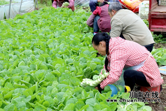 4.在龍馬潭區(qū)特興街道安民村向隆家庭農(nóng)場(chǎng)的蔬菜大棚內(nèi)，村民們采摘小白菜。1-謝汶萍攝.JPG