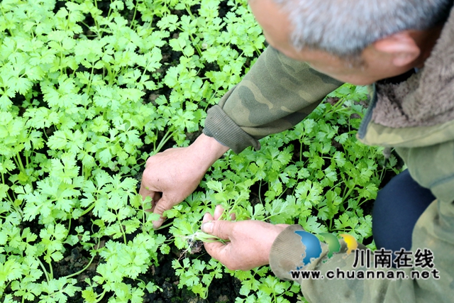 6.村民們摘下芹菜苗，為移栽芹菜做準(zhǔn)備-謝汶萍攝.JPG