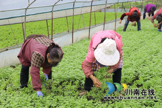 5.村民們摘下芹菜苗，為移栽芹菜做準(zhǔn)備-謝汶萍攝.JPG
