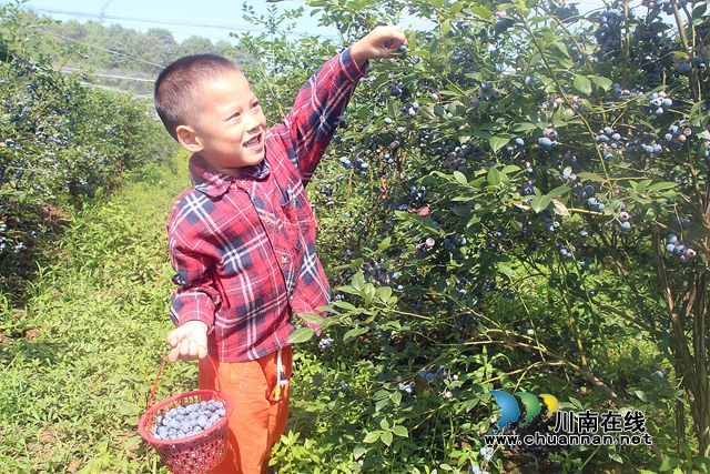 圖2：藍(lán)莓成熟季一個小朋友在采摘.JPG