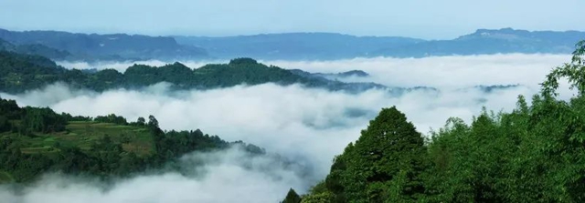 納溪的冬筍，上市啦！