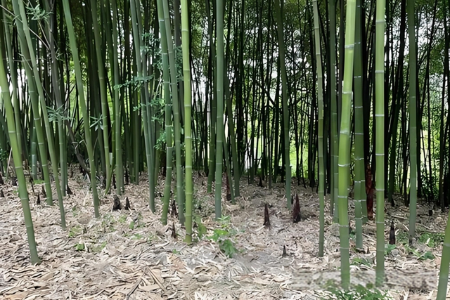 【猛】瀘州男子徒手掏蛇窩被咬