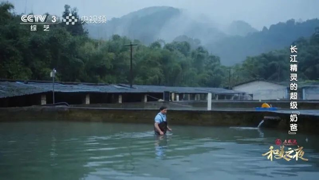 宜賓：又出圈了！長(zhǎng)江精靈與超級(jí)“奶爸”引關(guān)注