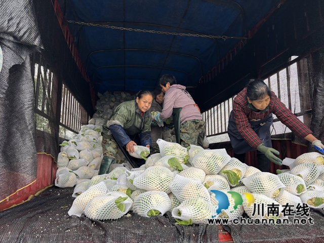 瀘縣嘉明鎮(zhèn)：勞務(wù)合作社助力群眾家門口就業(yè)奔小康