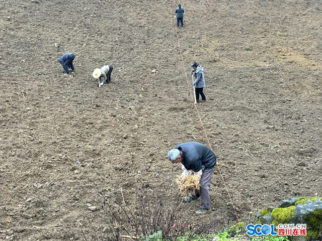 搶農(nóng)時(shí)種桑樹(shù) 古藺縣皇華鎮(zhèn)探索新“絲”路