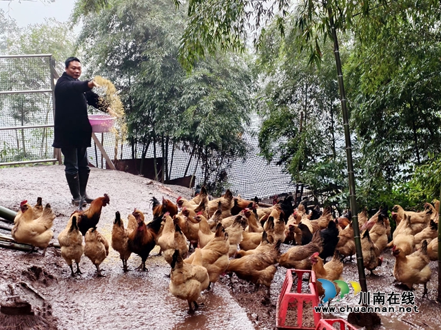 納溪新樂鎮(zhèn)龍蟠村：種養(yǎng)并舉，“竹”就生態(tài)致富路