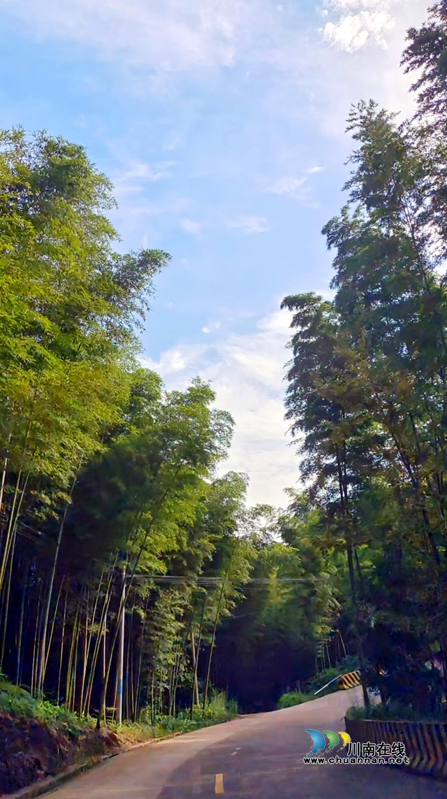 圖3：公路從龍蟠村竹林里穿過.jpg