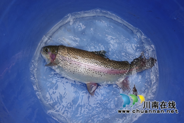 一魚(yú)三吃，古藺箭竹“國(guó)產(chǎn)三文魚(yú)”成春節(jié)餐桌新寵