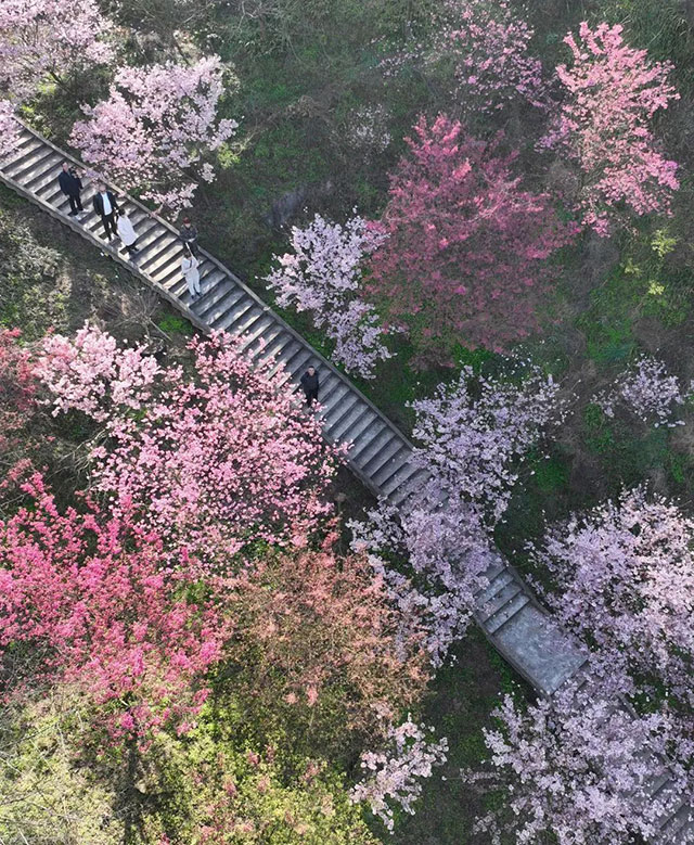 江陽區(qū)丹林櫻花開了！坐公交 賞早櫻，出行攻略看這里→