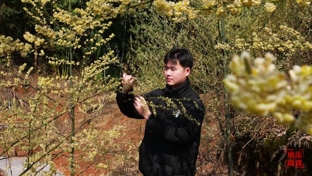 納溪區(qū)龍車鎮(zhèn)：木姜花又開(kāi)，游客逐香來(lái)