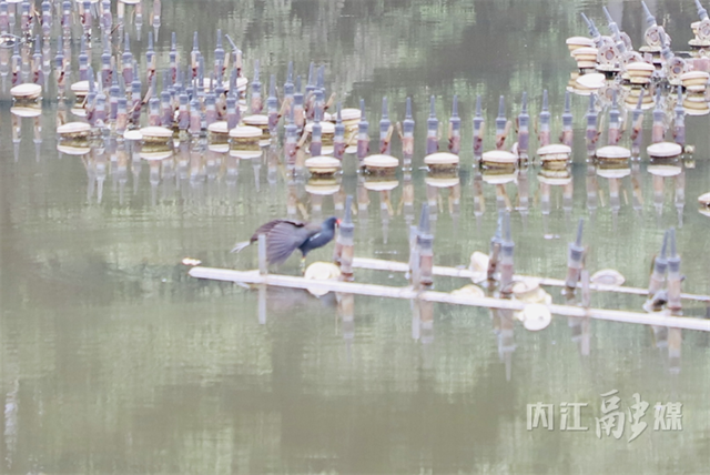 鳥2.png