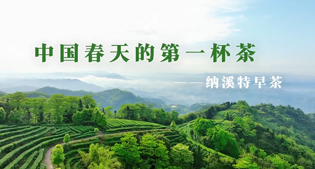中國(guó)春天的第一杯茶——納溪特早茶