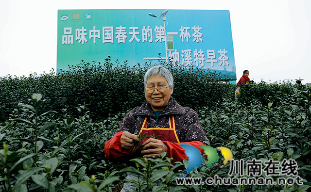 圖為茶農(nóng)采摘茶葉。王超明-攝-(2).jpg