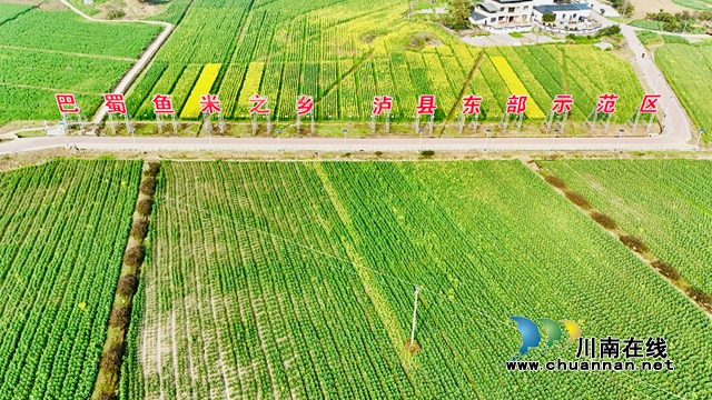 百和鎮(zhèn)油菜花海1（張龍攝）.jpg