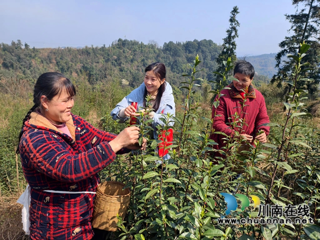 圖2：孫小燕（左二）幫群眾采茶.jpg