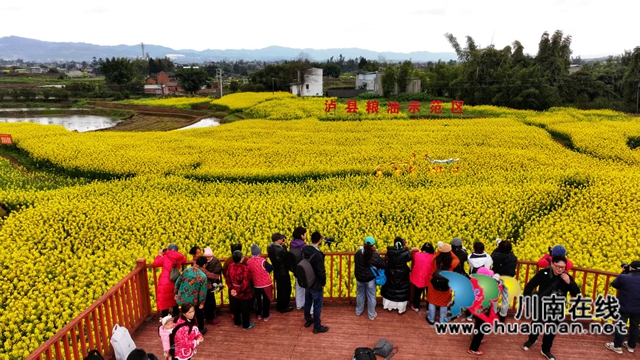 錦江攝影家協(xié)會會員在方洞鎮(zhèn)油菜花海中拍攝舞龍（.jpg