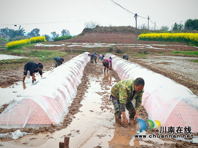 3月13日，瀘縣佳鄉(xiāng)勞務(wù)專合社組織零散勞動(dòng)力在瀘縣嘉明鎮(zhèn)友誼水稻種植家庭農(nóng)場(chǎng)為播下的種子覆膜。.jpg