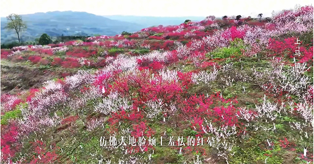 納溪的春分，被美食與美景平分