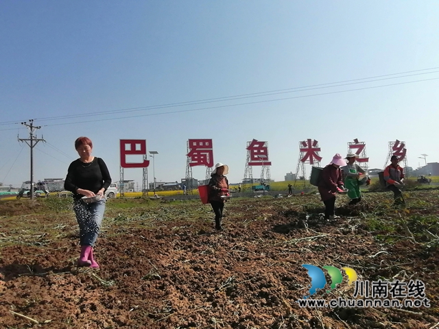 瀘縣：“蜀我·會找活”，化解春耕煩心事