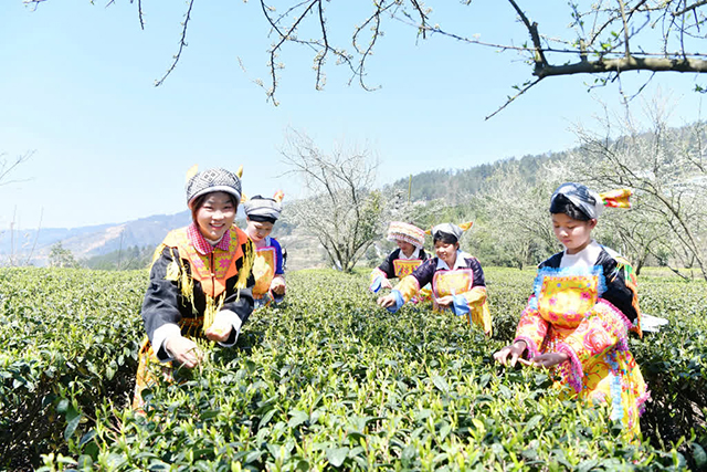 古藺馬嘶苗族鄉(xiāng)開(kāi)山祭茶圖集