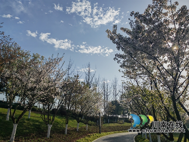 龍湖濕地的海棠花大道（曾佐然攝）.jpg