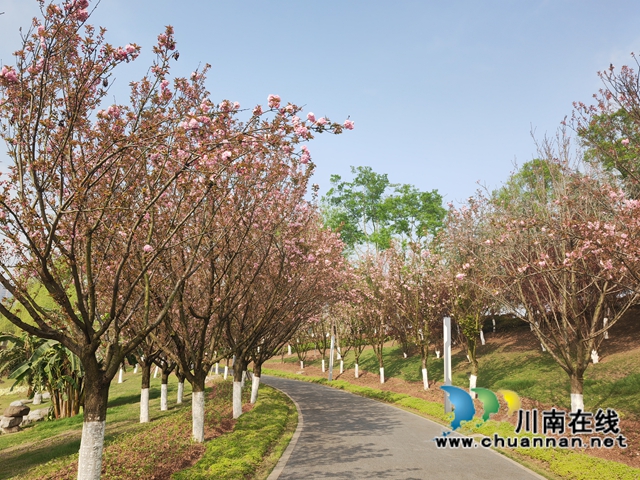 龍湖濕地的櫻花大道（曾佐然攝）.jpg